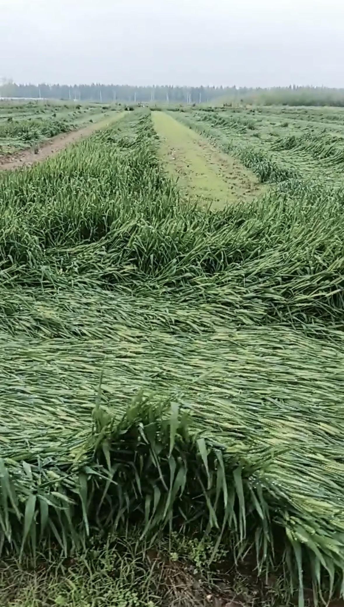 村民反映昨晚大风加大雨导致自己小麦大面积倒伏，4月份正是小麦拔节抽穗期遇到大风加
