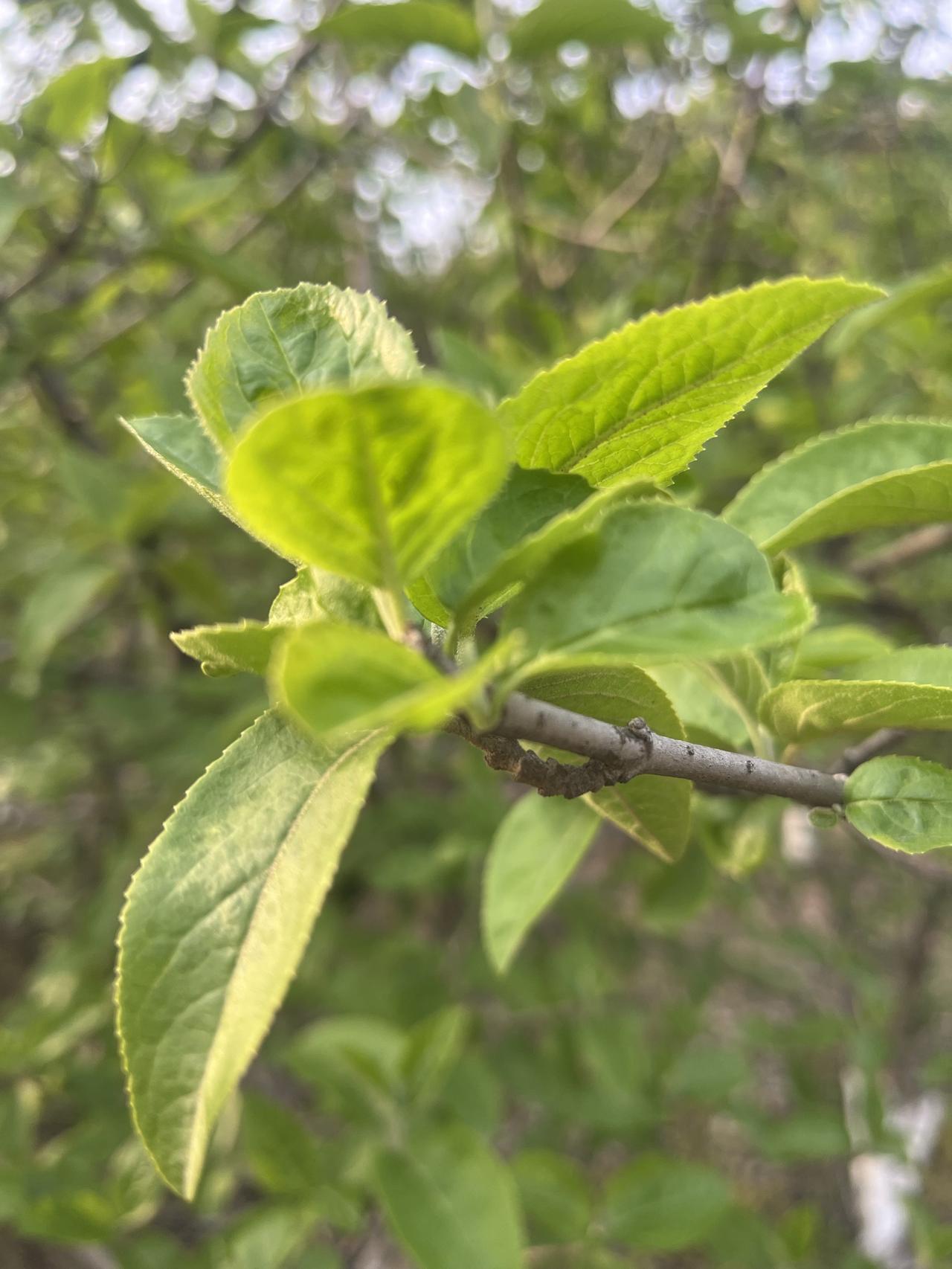 养生最终之路：AI养生

老了才懂，最高级的养生师，藏在你手机里。

你还在到处