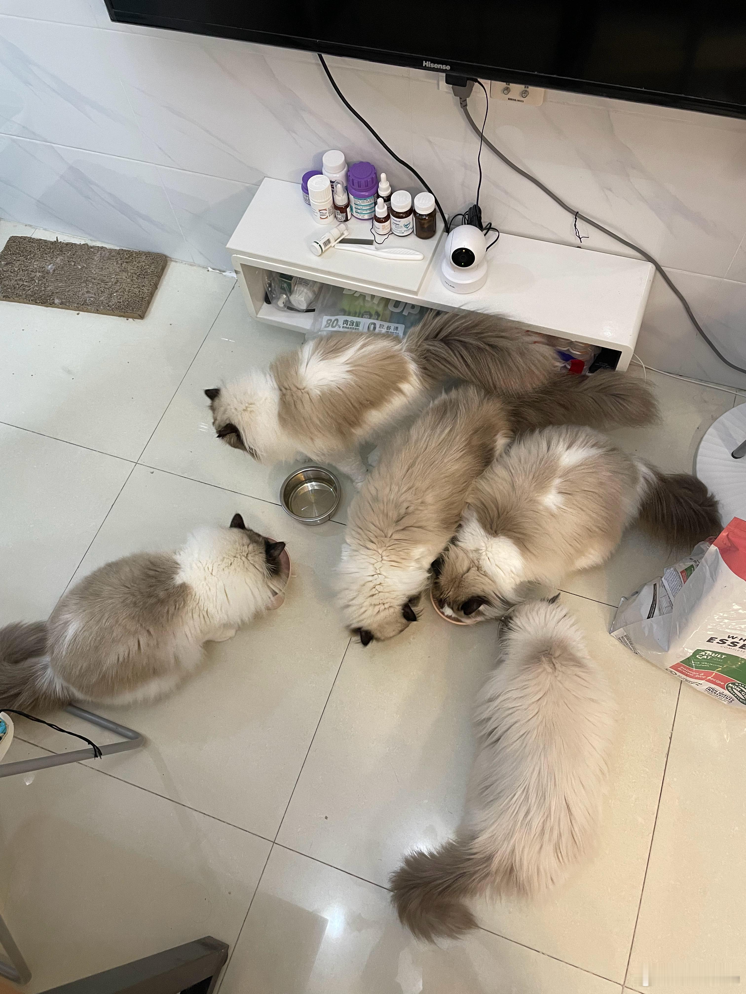 每天养ta们几个就够我喝一壶的了，以后就不用要孩子了，省下一大笔钱[哈欠] ​​