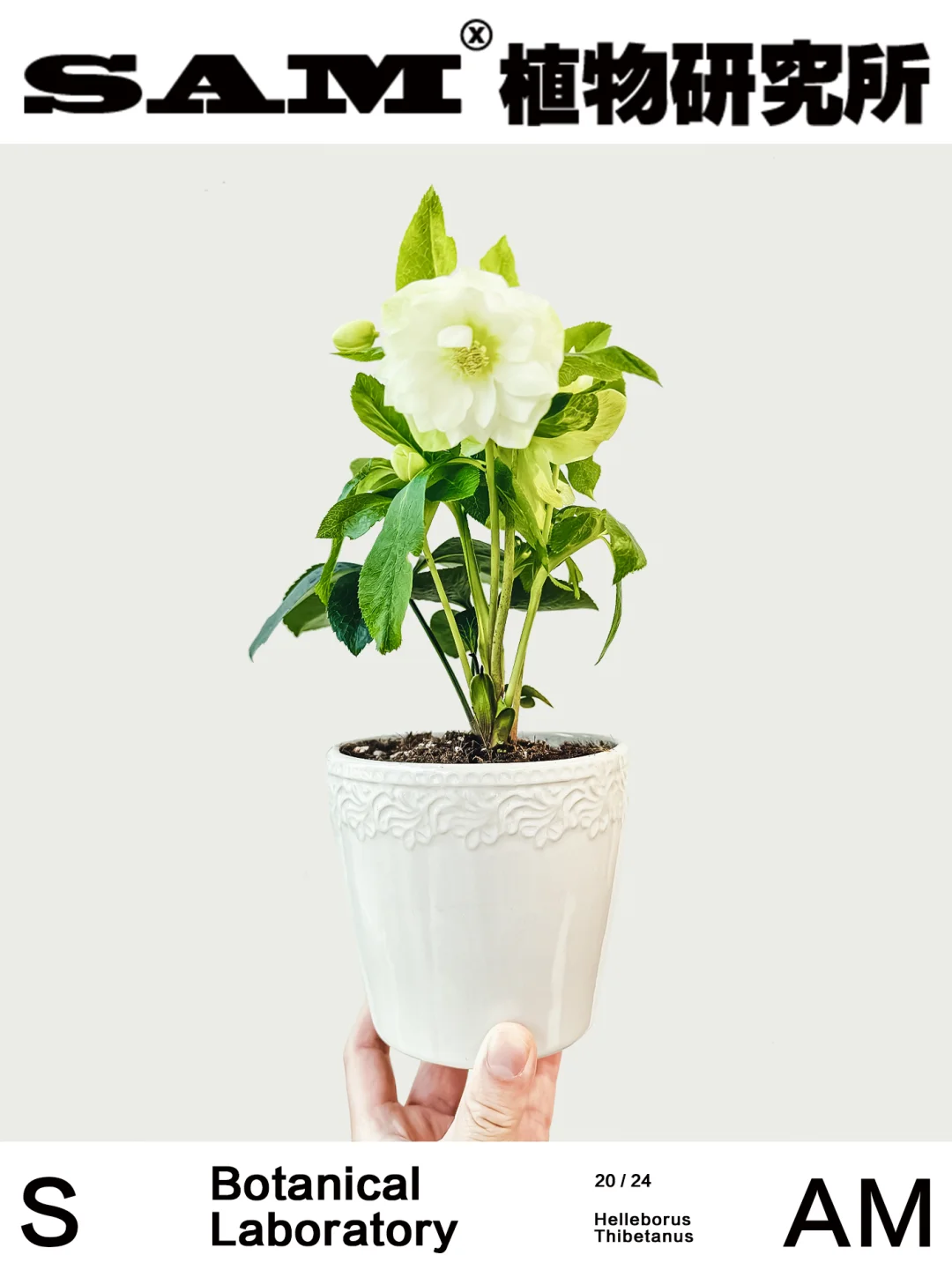 铁筷子｜Helleborus Thibetanus Franch
