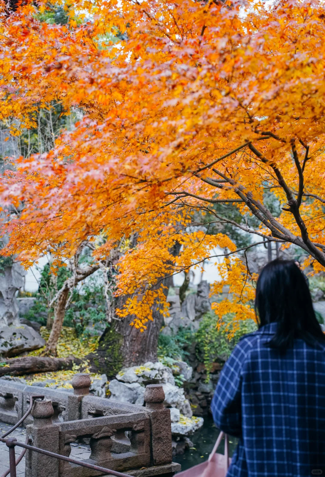 接下来的苏州，堪称秋季旅行天花板城市