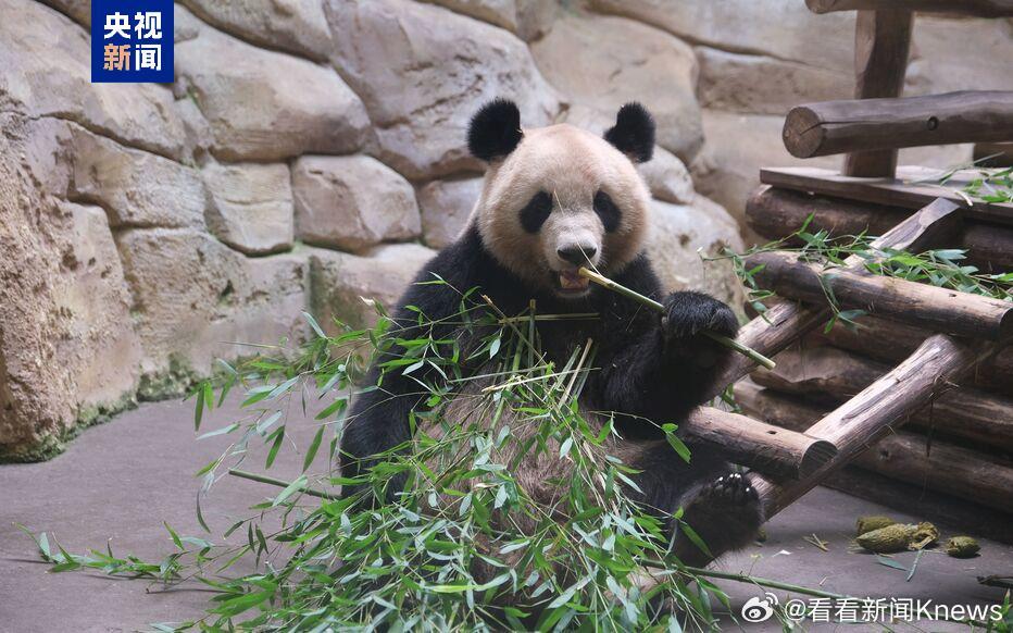 【#新一对中国大熊猫2027年落户法国#】12月5日，法国博瓦勒动物园园长鲁道夫