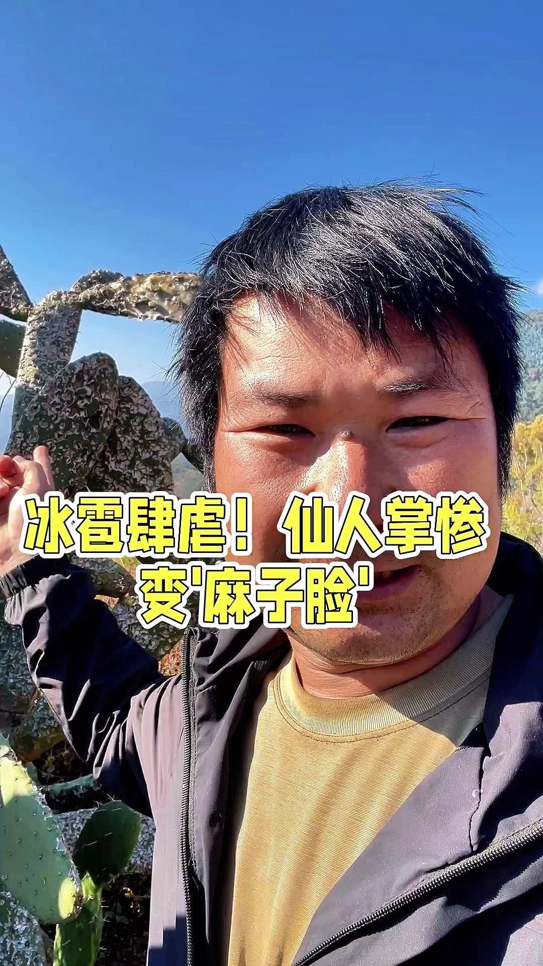 冰雹后的仙人掌有多惨？🌪️农村生活又遇糟心事！今年下大冰雹时，这棵仙人掌树被砸
