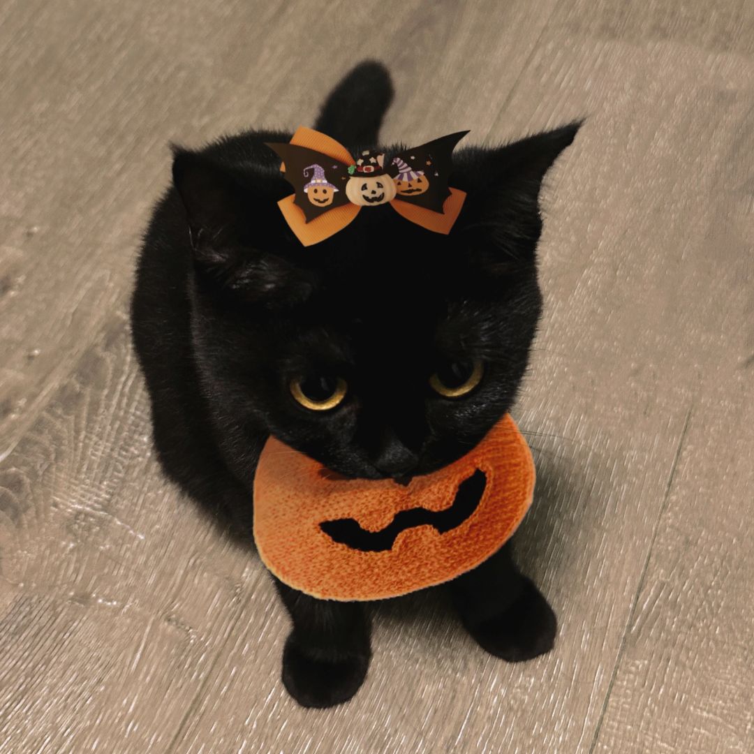 看什么看 没见过公主小猫吗