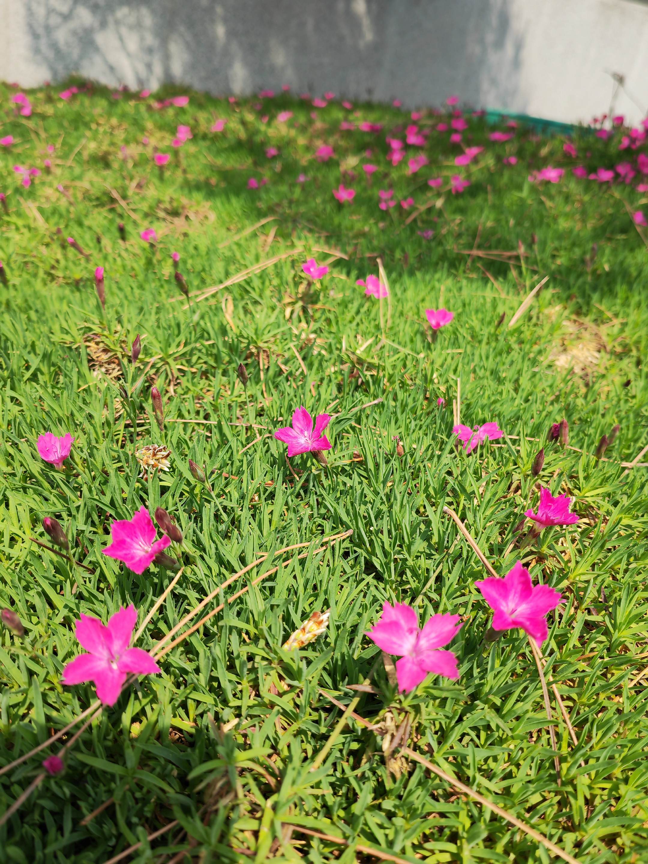 拍下来给你看.这是叫什么花 ，记录的是美好。