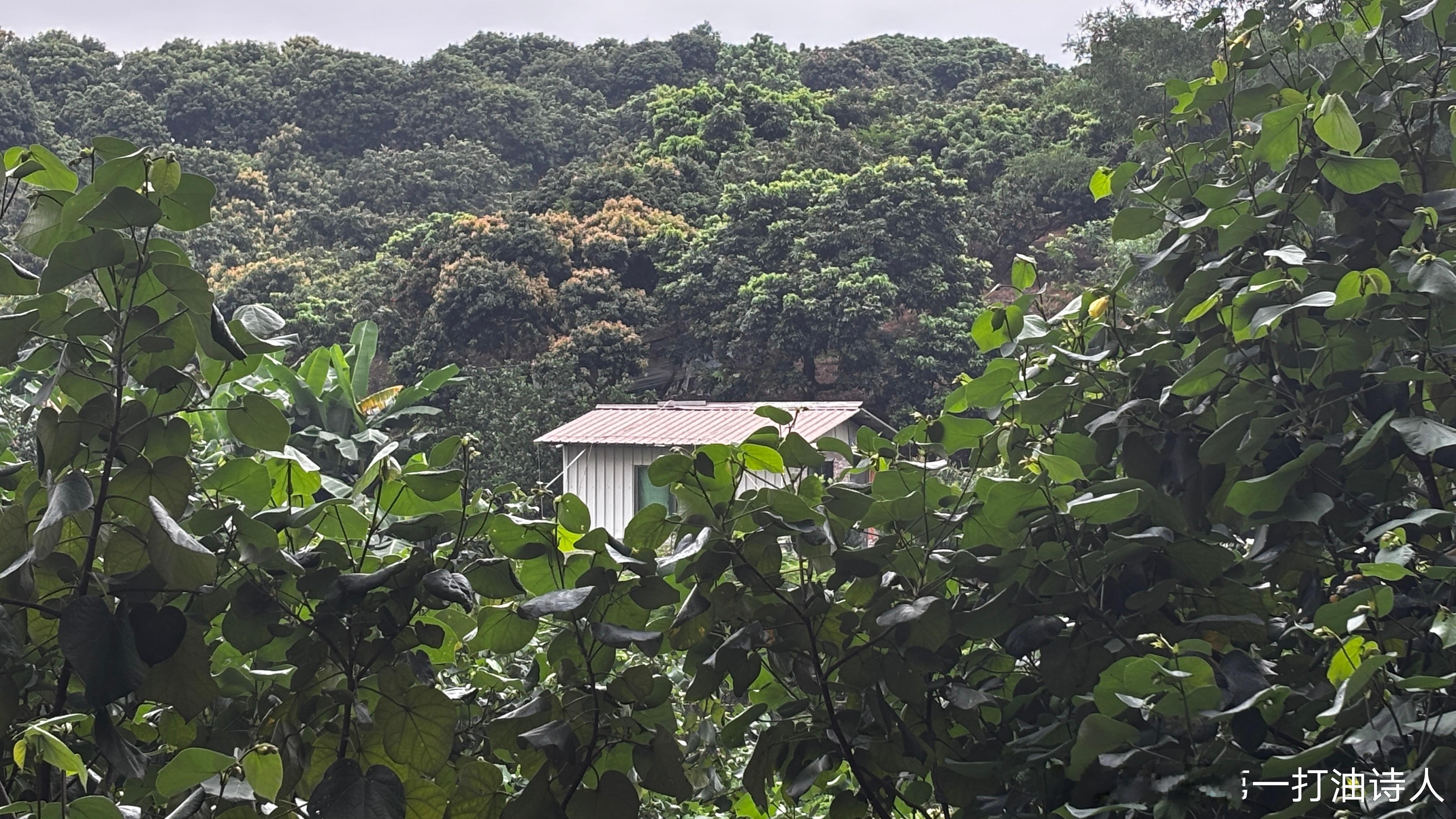 若非农耕祈雨晴，我愿长夏每日阴。朝阳不知归何处，人间亦无爱晚亭。        