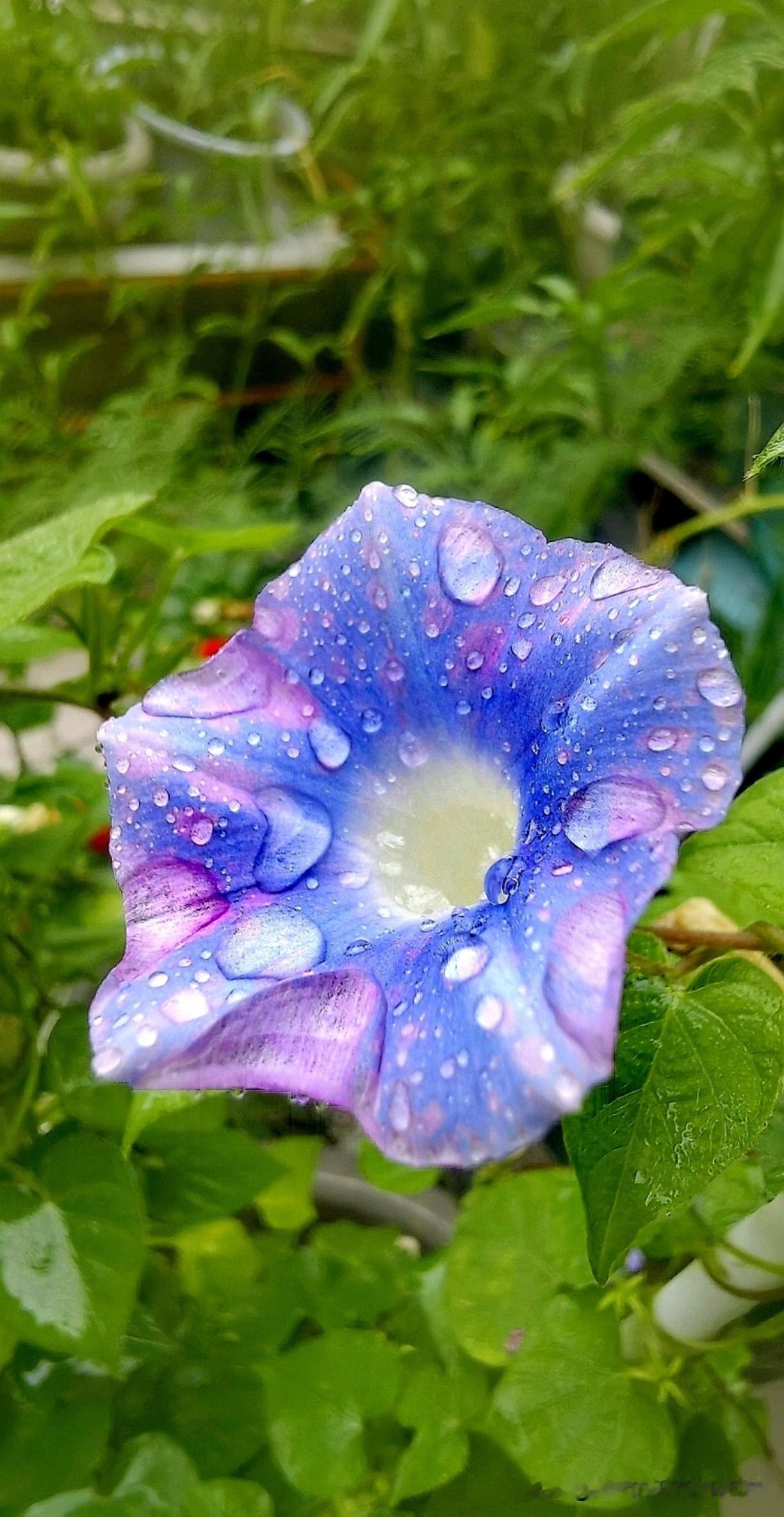 ，什么花都行
朝颜花上点缀着晶莹剔透的水珠，宛如一幅清新自然的画卷。（照片为自行