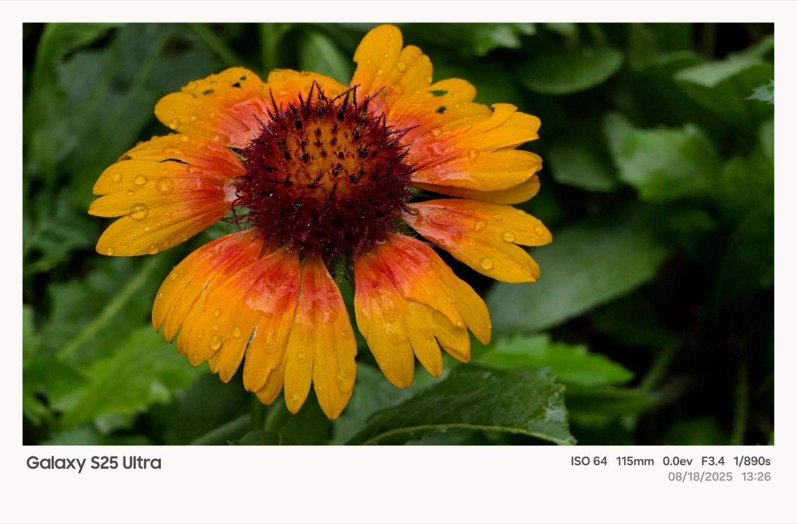 这种怎么拍的？真好爆料称One UI 8将推出全新照片水印○ 增加全新照片水印，