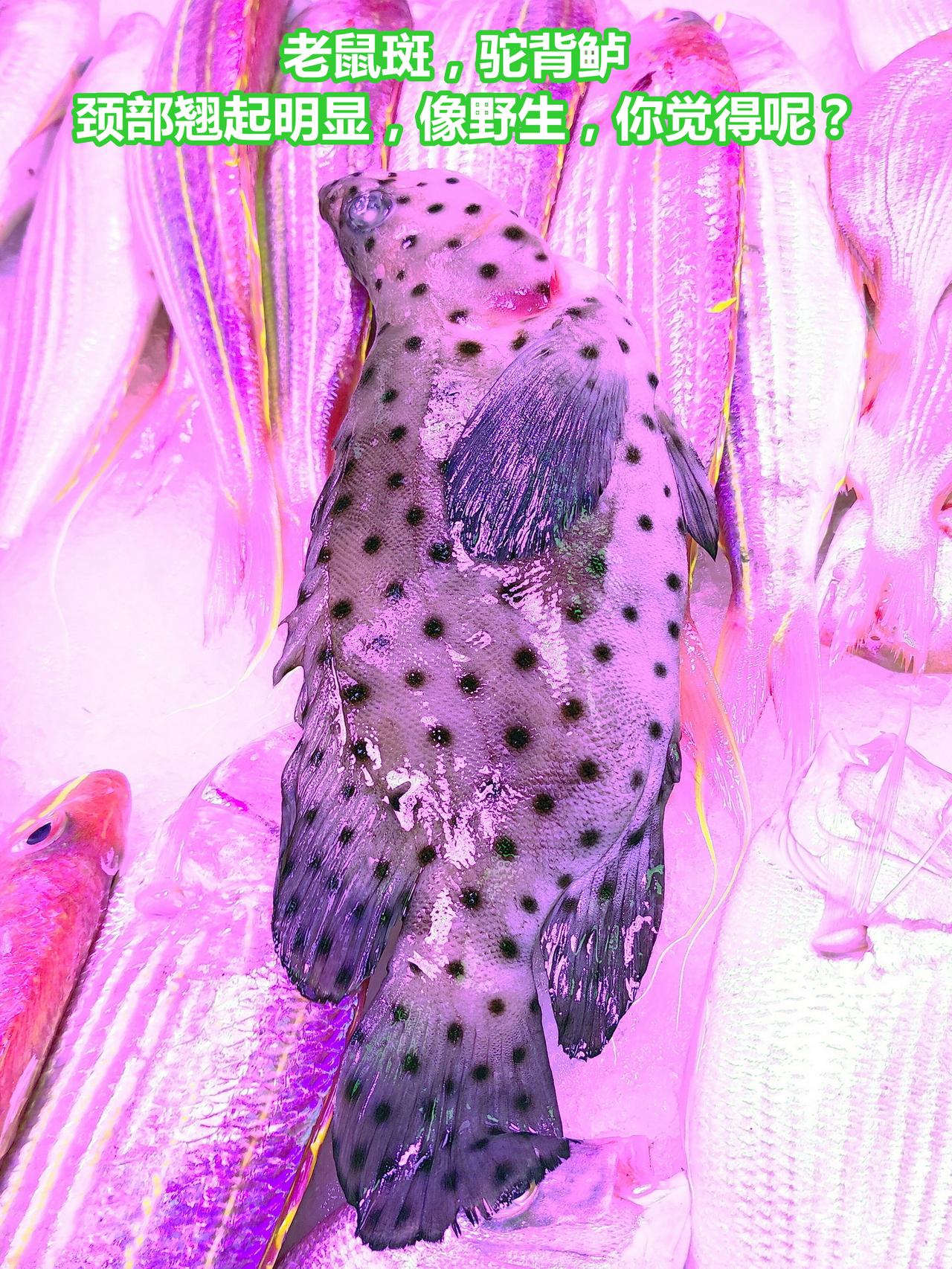 养殖贵价海鱼，巴浪青花价高，老鼠是否野生？

01.老鼠斑，驼背鲈，颈部翘起明显
