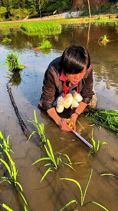 乖乖嘞！这大哥真是轴得没边儿！插个秧苗还得拿尺量，用坨拉线，宽一点窄一厘都不放过