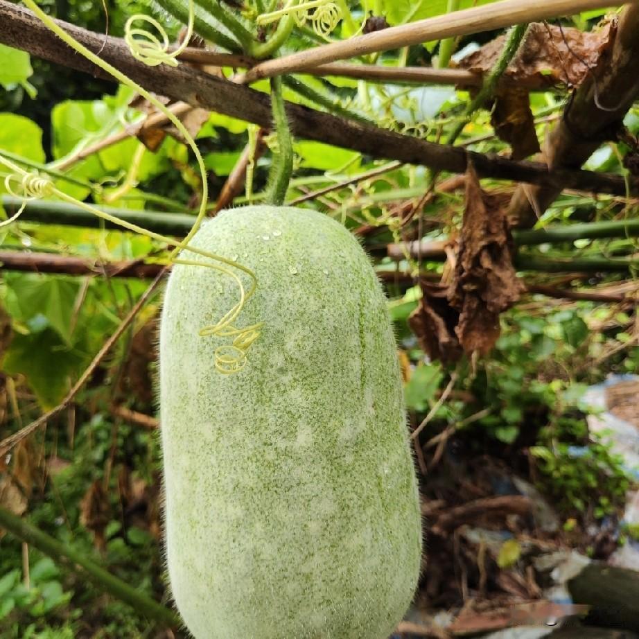 这些人看得多，看得透，放得开，所以碰上抖音平台就放得开，能赚钱。一般的人是露面都