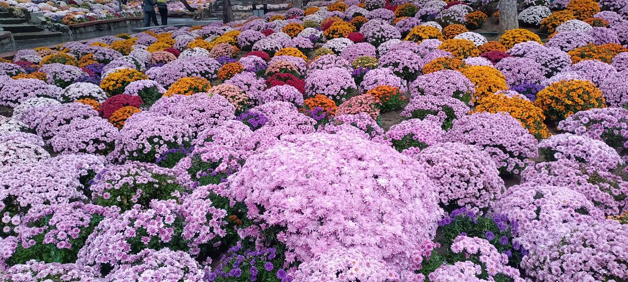 晒图笔记大赛北京日坛公园的菊花，这才叫花团锦簇呢！