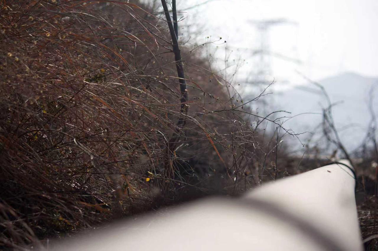 记录我的2026冬日的郊野，枯枝在风里舒展着轮廓，护栏的弧线轻轻框住这片萧瑟。总