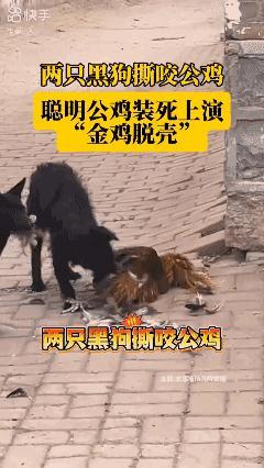 公鸡🐓装死上演“金科脱壳”[泣不成声]