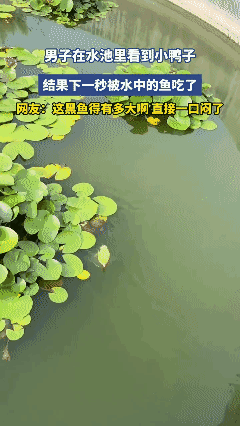 这鱼🐟能有多大啊？
小鸭子一口一个！😱