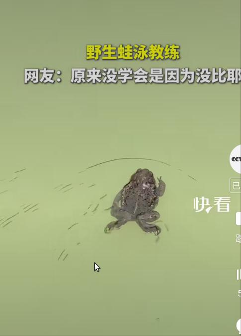 蛙：我只是秀一下！

论游泳，这才哪到哪，还没发力呢！