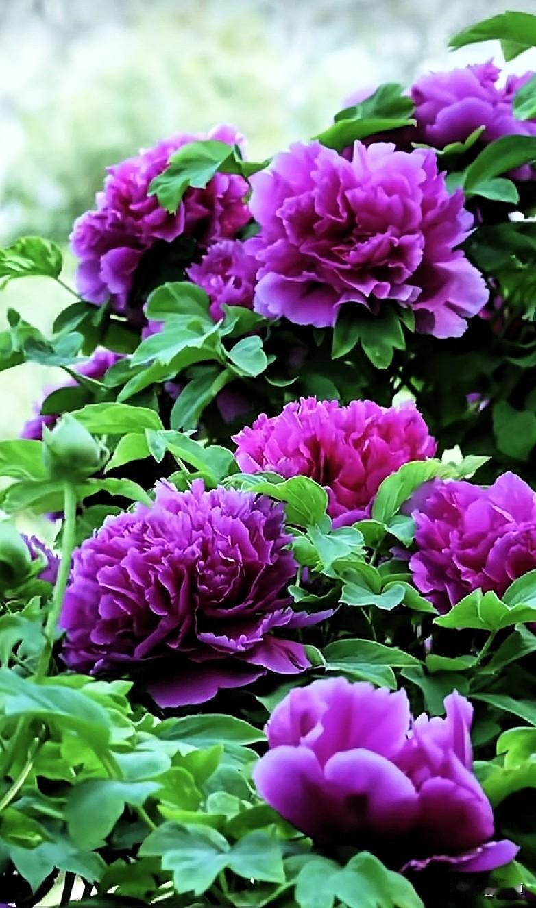 我刚明白什么才叫真正的放下和不爱了。
就是我知道我家那位现在正在我的家里和另一个