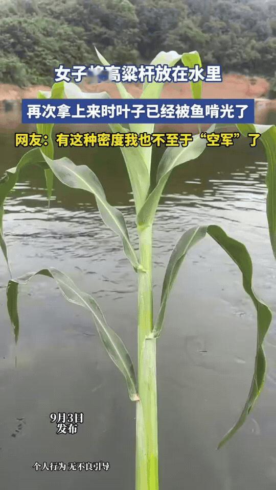 这鱼的密度属实让人羡慕！女子随手把高粱杆放进水里，过一会提上来，叶子直接被鱼啃得