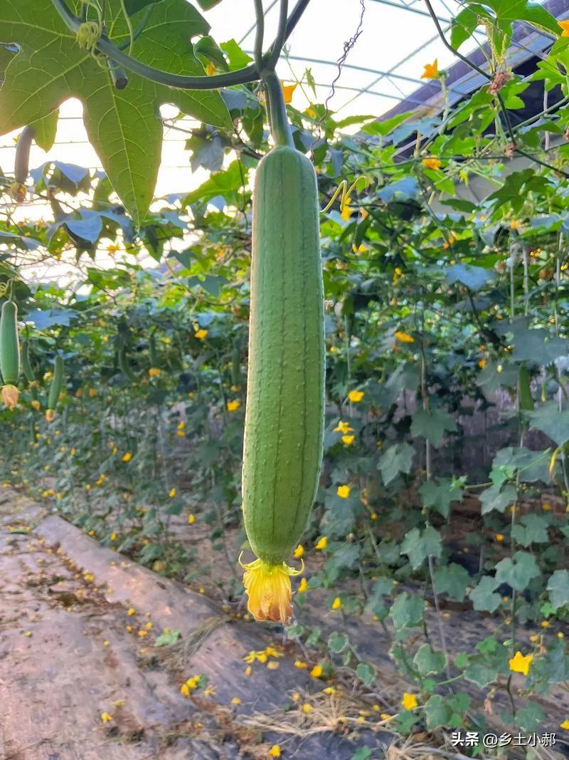 丝瓜分阶段追肥要点，抓准时间、选对肥料，瓜条顺直产量翻倍
 
不少农户丝瓜水肥充