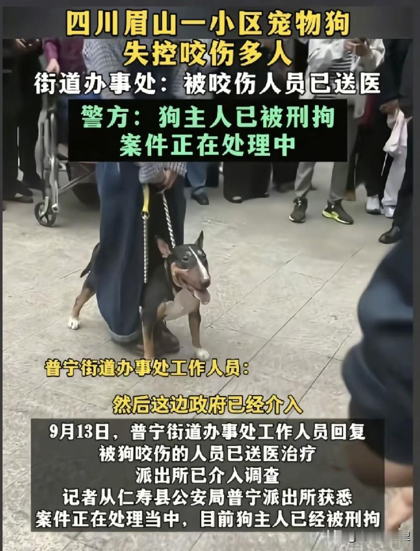 四川眉山连伤四五人的烈性犬主人已经被刑事拘留，伤者中一名3岁小女孩面部、颈部遭到