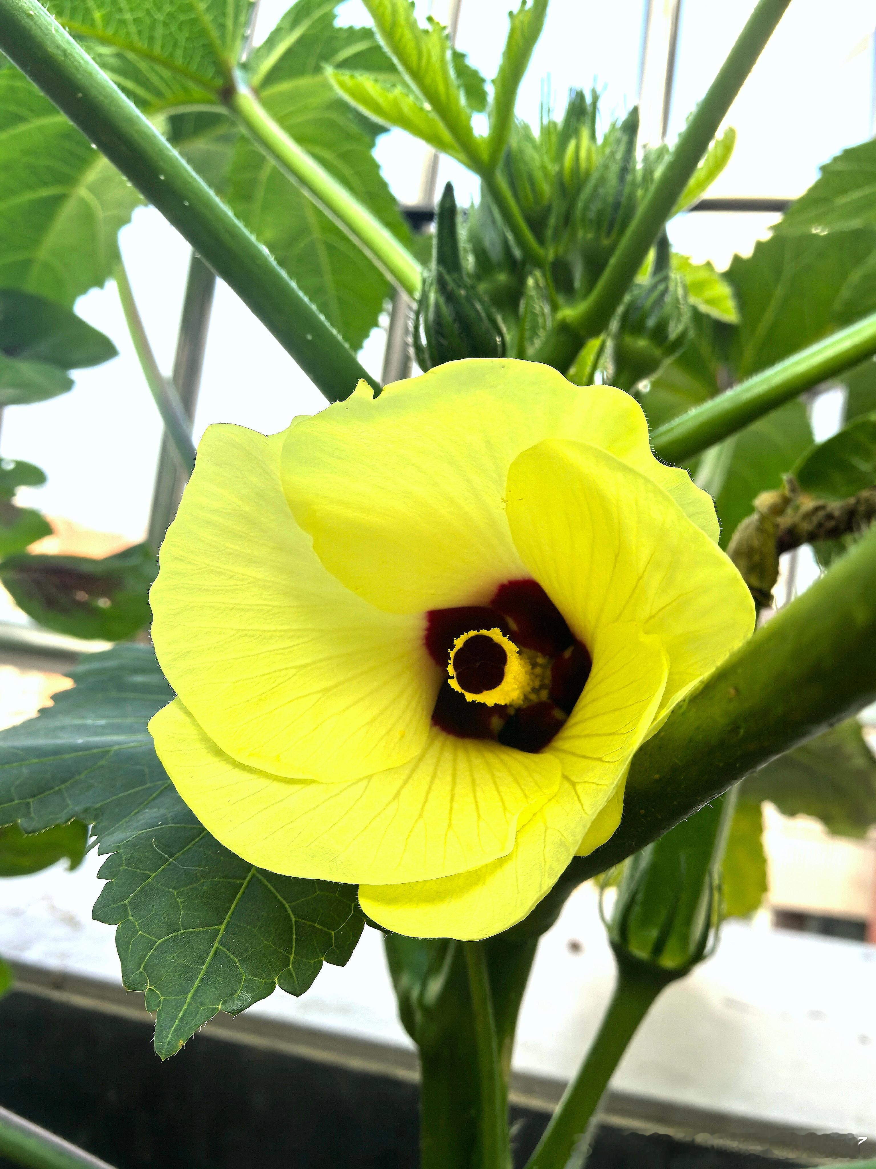 早上好呀！一清早起来就发现，院子里各种花花果果都争先恐后探出头了，这朵小黄花也是
