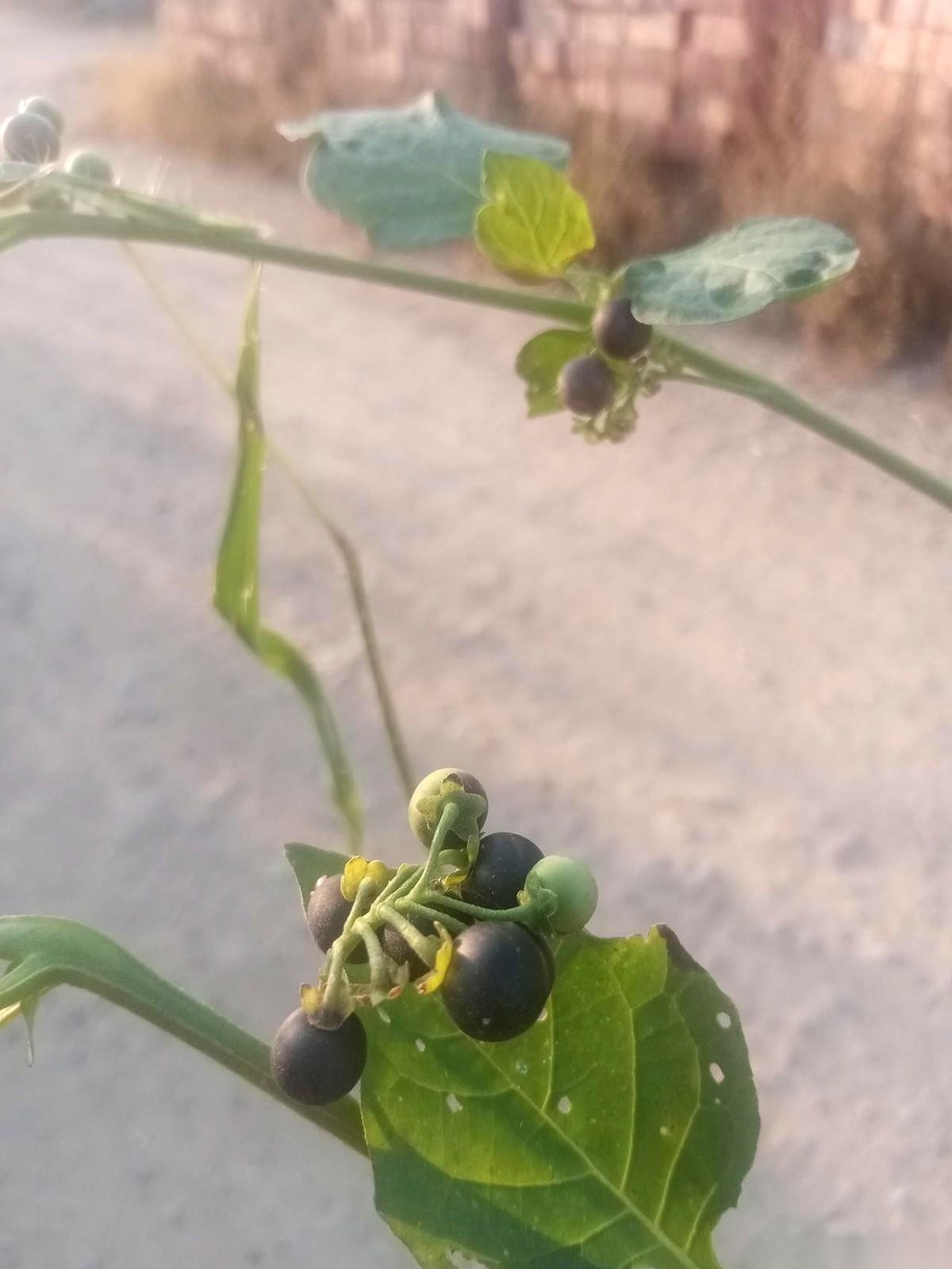 我姨夫是个这辈子连路边算命摊都不多看一眼的硬骨头。但就在刚才，他端着茶杯的手猛地