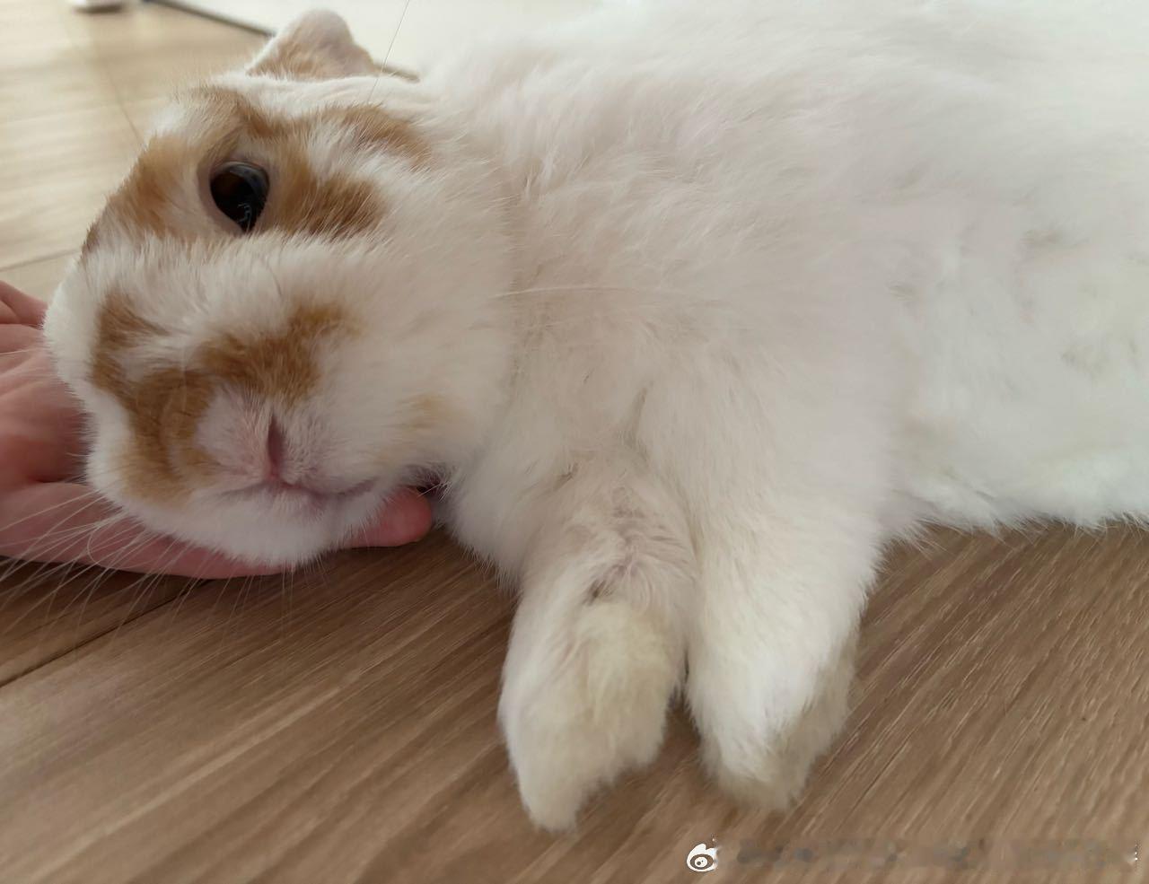 14290🐇【🐇】最近家兔都枕我手上 