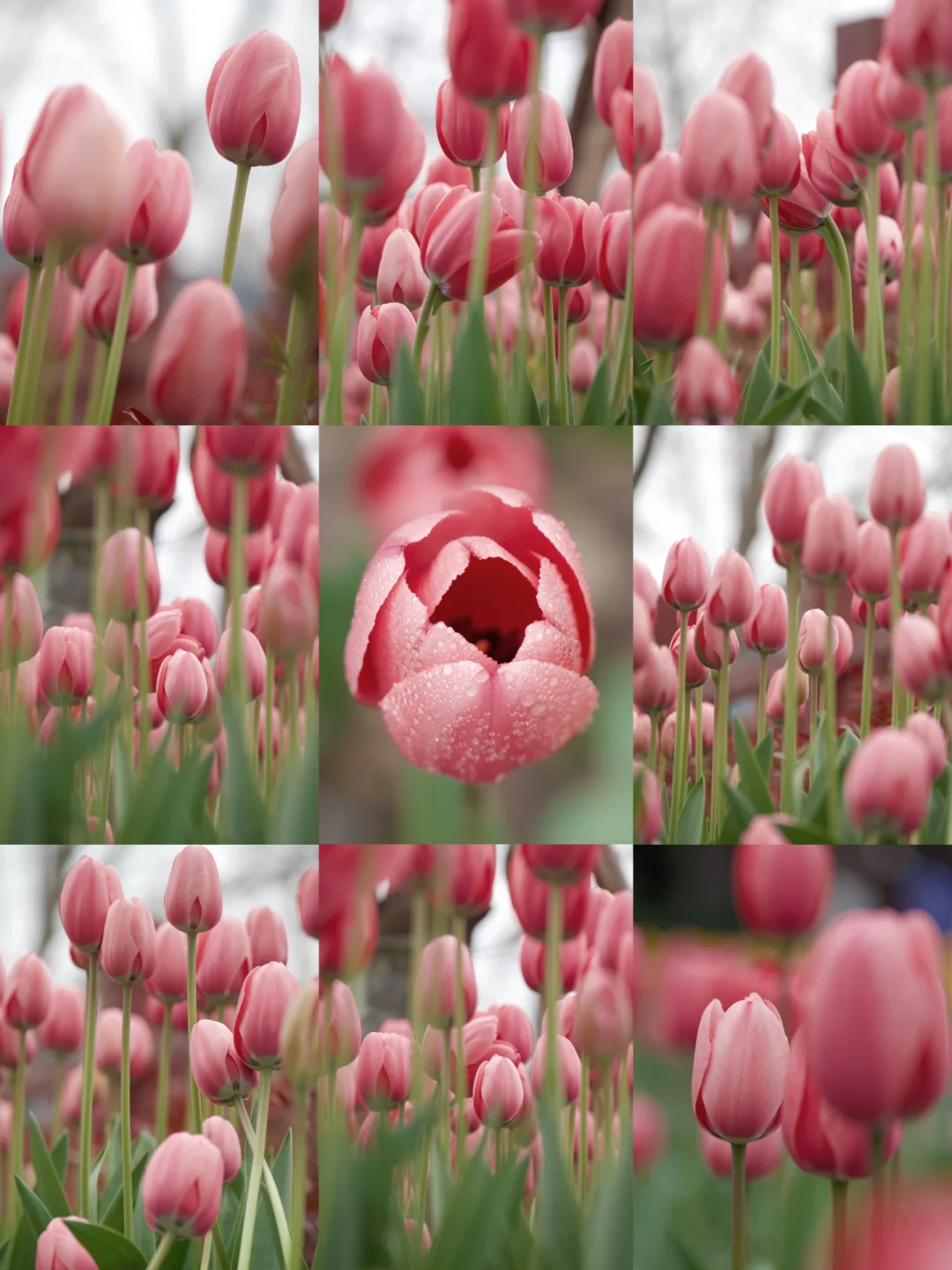 成都市区地铁口🚊郁金香是真的香🌷