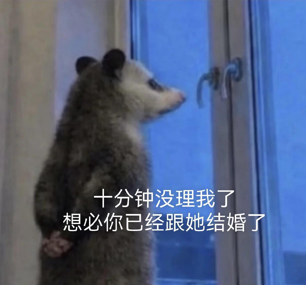 新收一波负鼠表情包🤣聊天超实用 