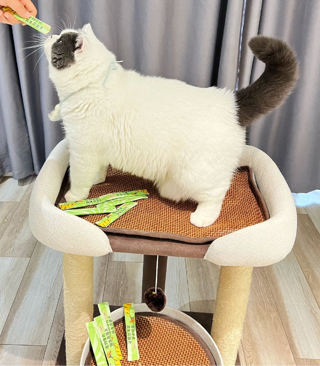 小猪猫吃个猫条还怎么耍杂技呢！