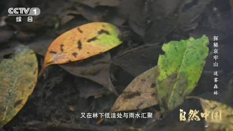 武侠小说的瘴气竟真实存在 武侠里的神秘瘴气真的存在！云南哀牢山落叶发酵、真菌成雾