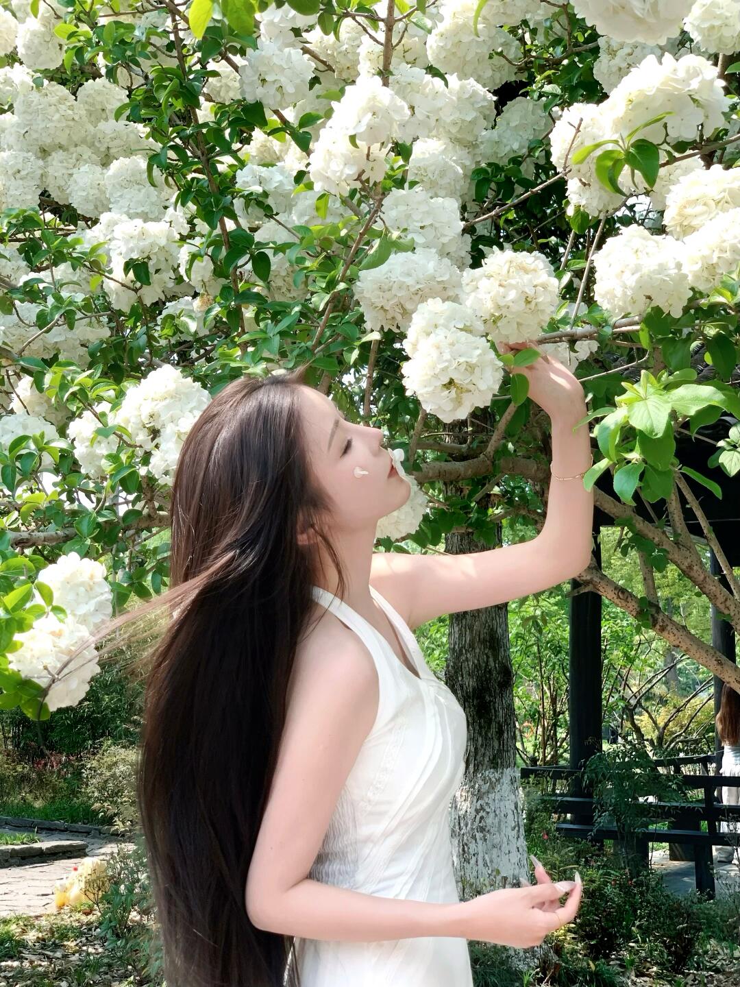 也是拍上了绣球花🕊🍃