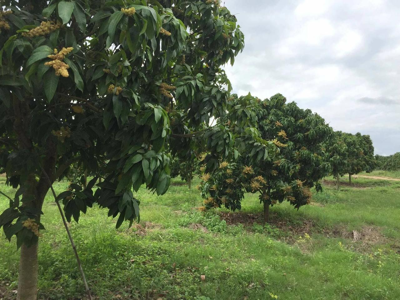 哈德森是一个风景如画的社区，大约有五千名居民，它沿着渥太华河延伸到蒙特利尔西部三