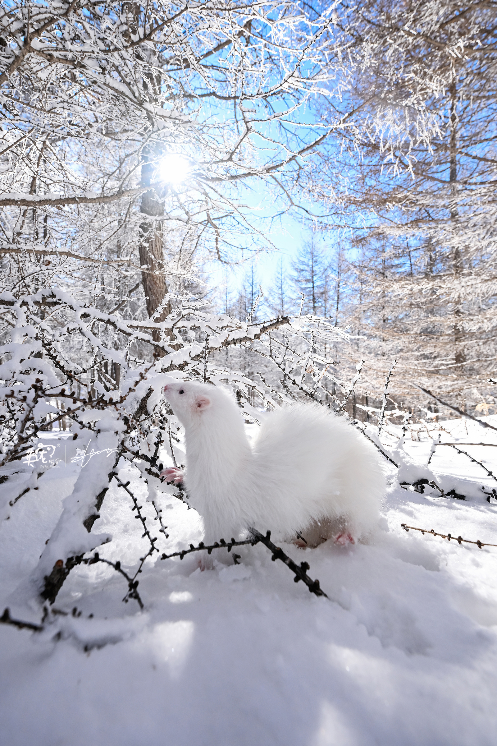 雪中貂，好梦幻[哇]   