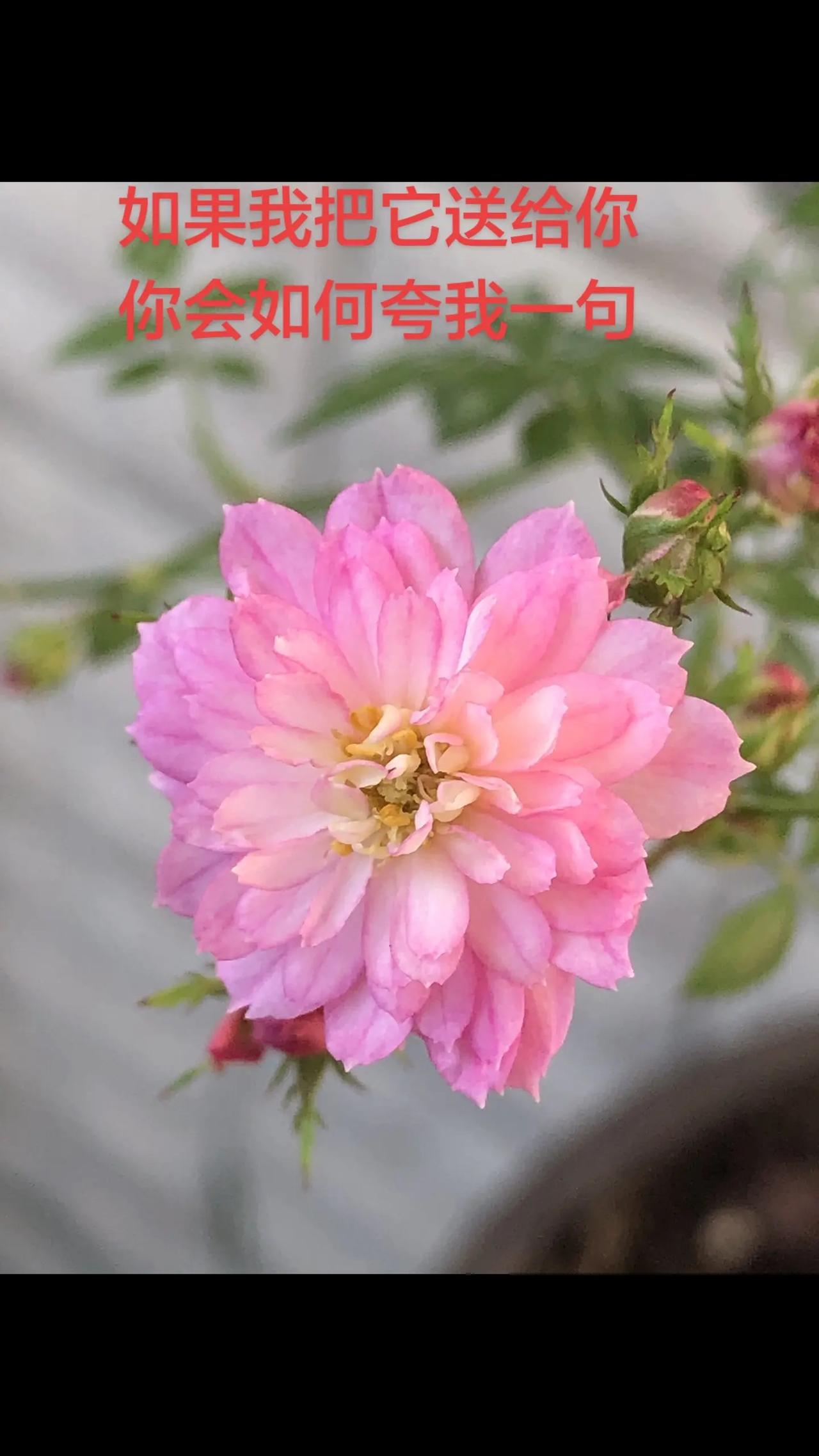请用一句来夸夸我。粉瓣月季 粉月季的温柔 粉花月季 粉粉的月季花