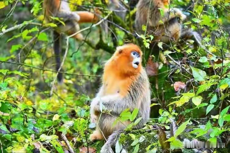 猴双子男勾什么星座女的魂
 
属猴+双子的组合，
天生自带撩感、嘴甜会聊，
新鲜