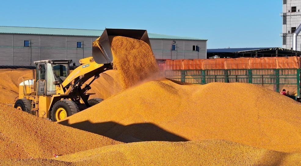 重磅！2025年我国粮食产量14297.5亿斤再创新高，饭碗端得更牢
 
国之根