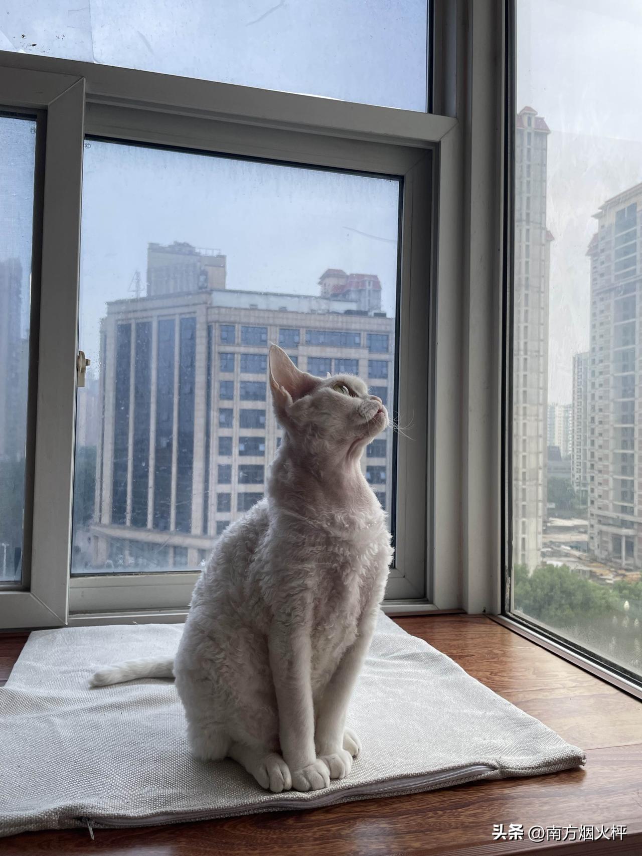今天分享小猫咪睡醒了的照片，秋日清晨，阳光还没有出来，早起有点微微凉，也不影响睡
