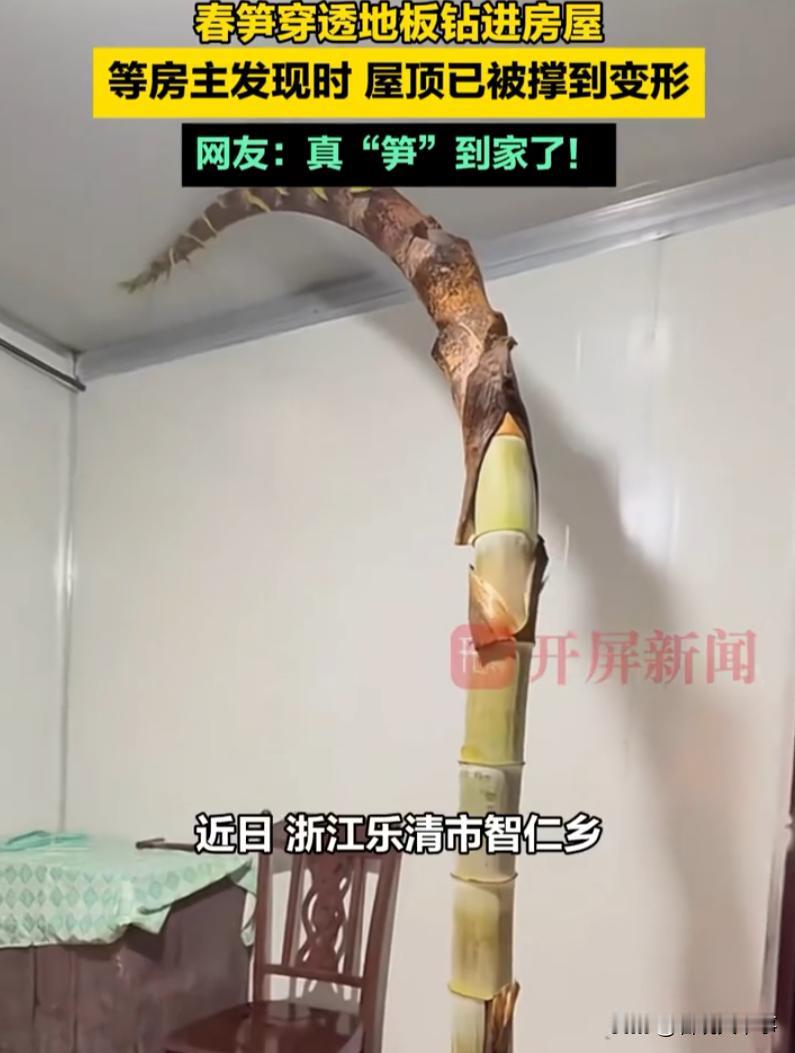 万万没想到！浙江乐清，男子五一假期回老家住两天，可打开房门后却傻眼了，一根春笋竟