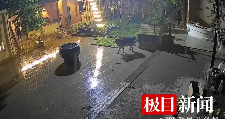 西安一农家院疑似有狼溜入，当事人称事发当天在院子里处理羊肉，“可能狼就是闻到这个味道过来的