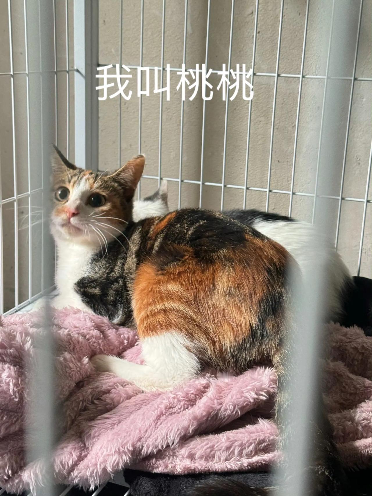 特大喜讯！我们小三花妹妹喜提领养，现在有了自己的名字叫桃桃！桃爸桃妈是来自成都的