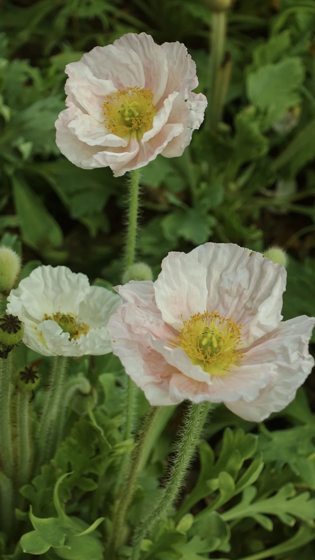 Sony zv1直出📷属于它的静谧感🌷（全屏版）