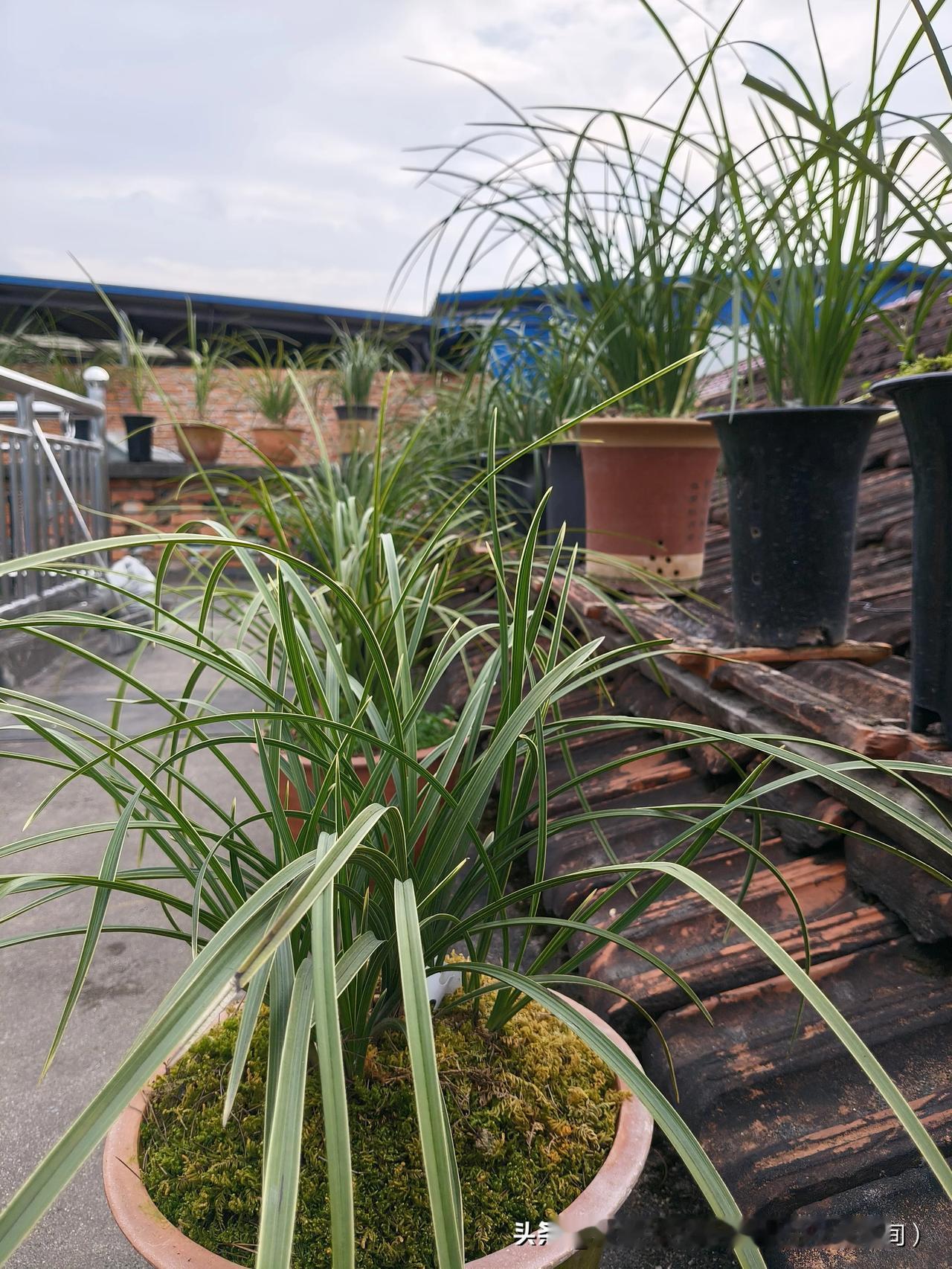 阳台养好兰花关键是植料吗?阳台养好兰花关键掌握这三点：1 环境湿度一定要达到45