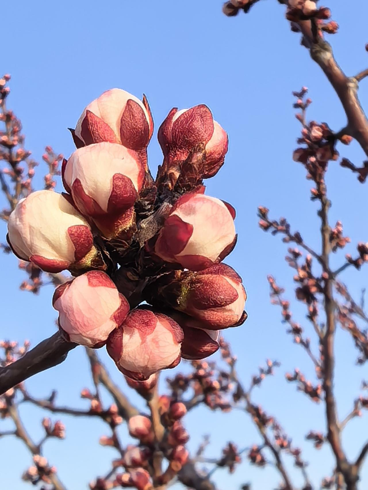 分享一张你拍的花，什么花都行