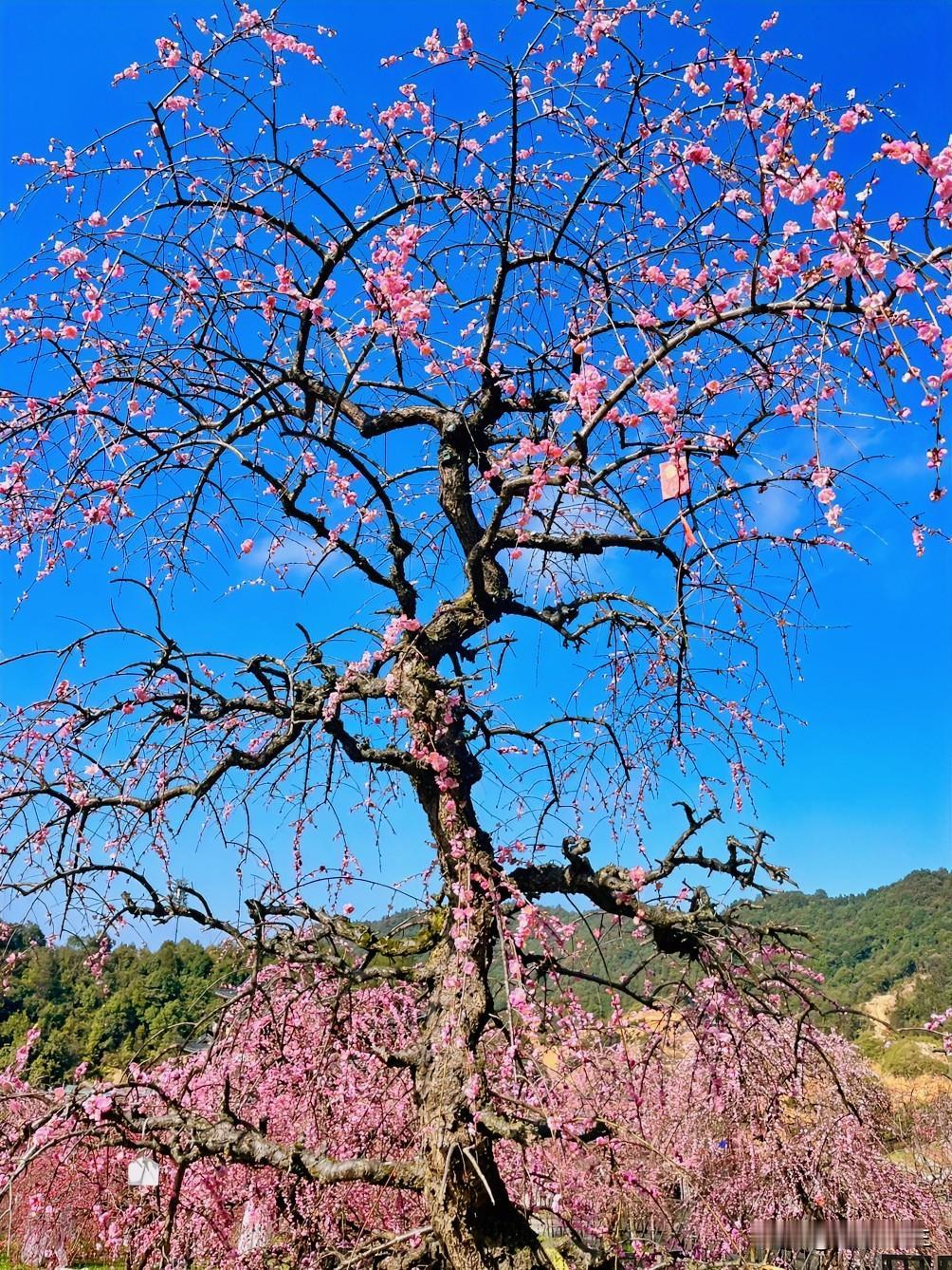 男人如果一直靠近女人，
无非就是想睡她。

女人如果一直靠近男人，
无非就是寻求