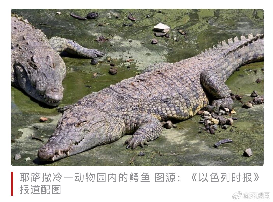 #法庭临时叫停以色列高官所提鳄鱼监狱计划#【以媒：招致强烈反对后，法庭临时叫停以