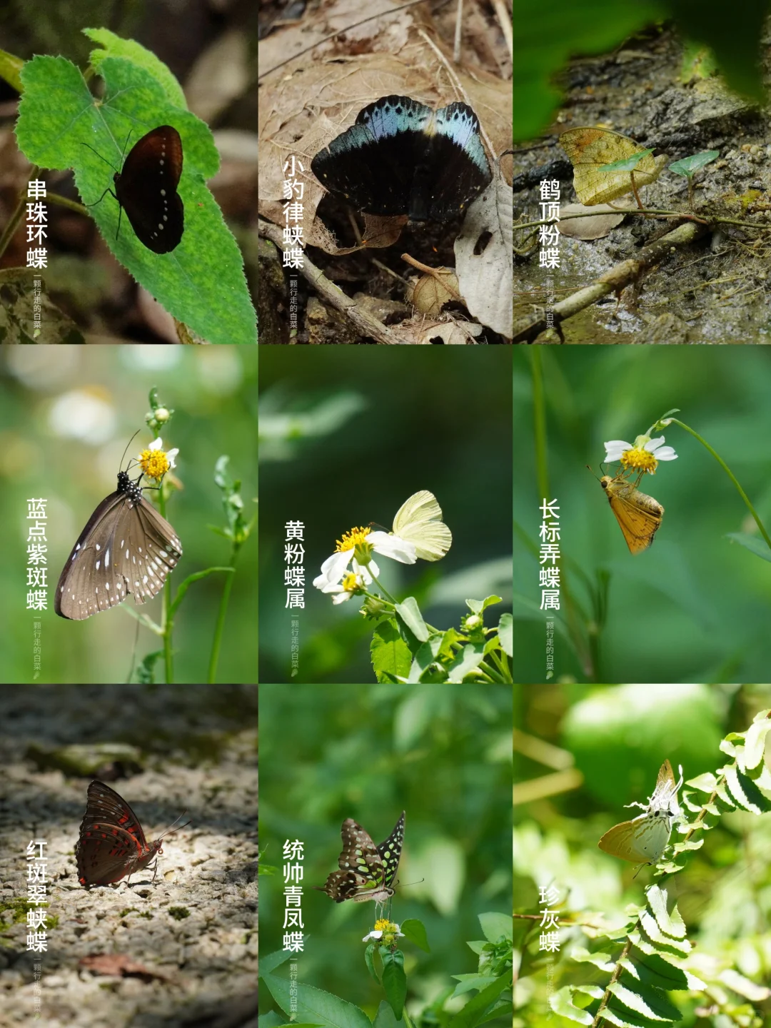蝶影蹁跹 | 在深圳你能见到几种蝴蝶？