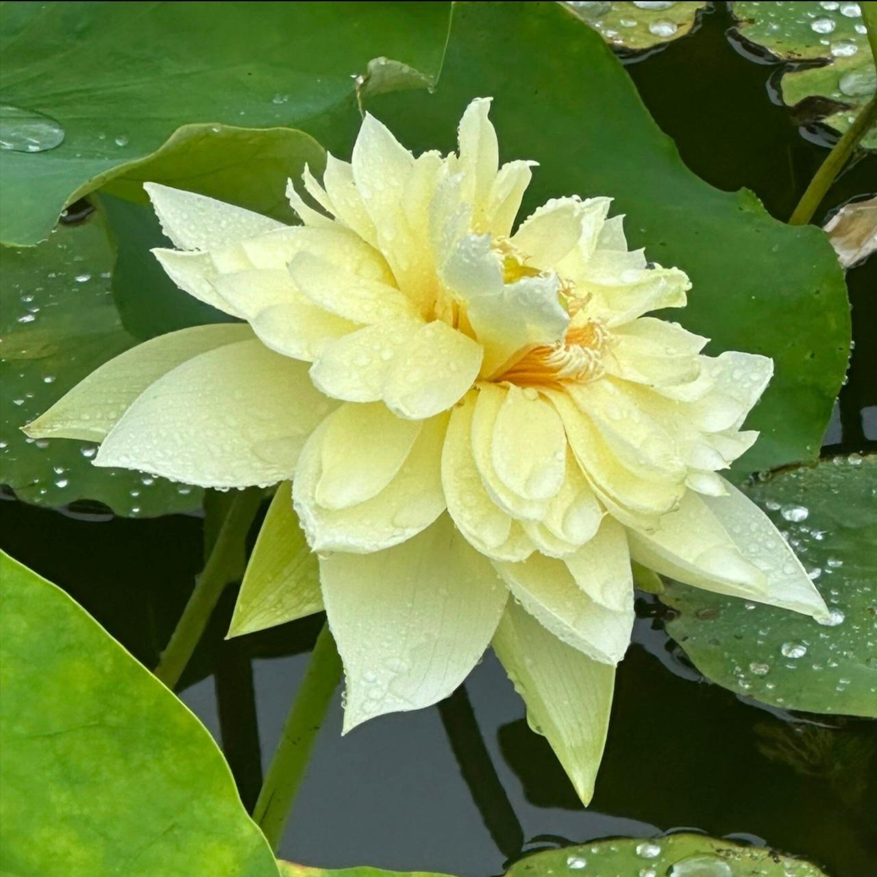 赏荷
池塘荷花艳美俏
沐浴阳光妩媚笑
惹得游者忘返途
静心赏荷乐逍遥