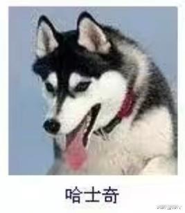 菩萨蛮3·哈士奇
       斑毛轻裹晴光里，冰眸斜曳娇憨气。舌吐粉云柔，耳尖