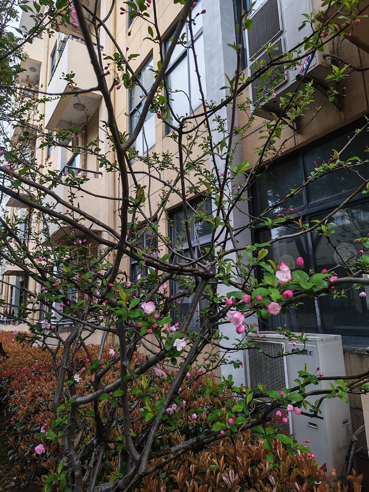 昨夜下了一场雨，一大早来到学校，就看见教室旁边的海棠花开了几朵。经过雨的洗涤，教